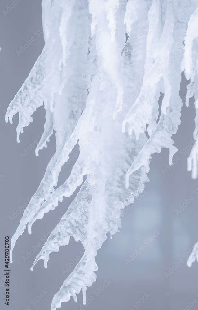 Fototapeta premium Ice and icicle formation. Beautiful shape of a melting icicle. Crooked icicles, vertical image