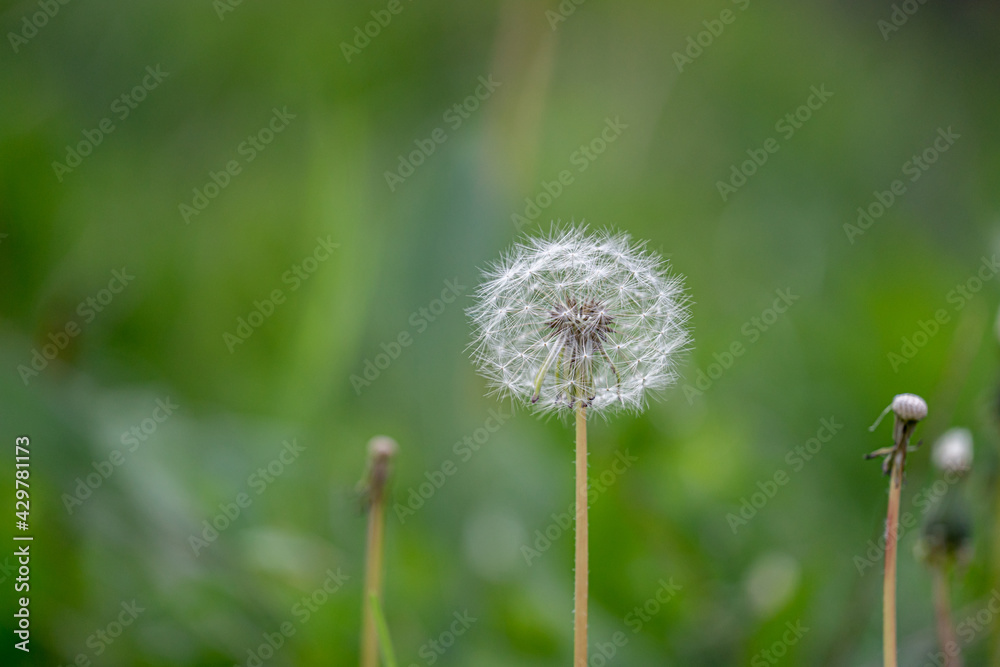 Fototapeta premium White Dandelion Seedhead