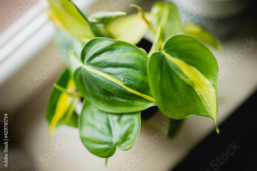 philodendron brasil leaf close up photo