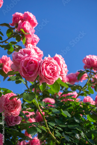 バラの花　屋外撮影