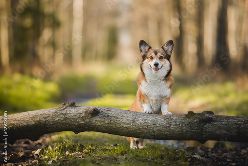 Welsh corgi pembroke dog in a forest portrait