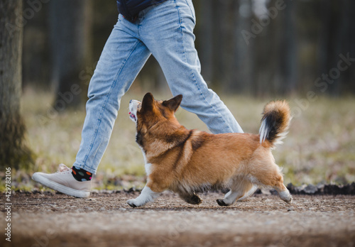 Fotografie Welsh corgi pembroke dog trotting during a walk