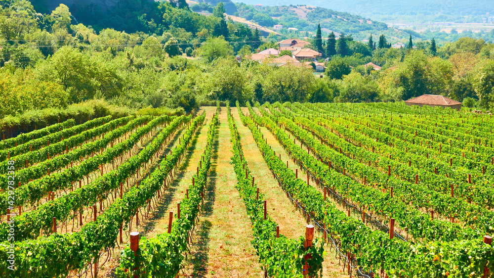 Vineyard in Greece.