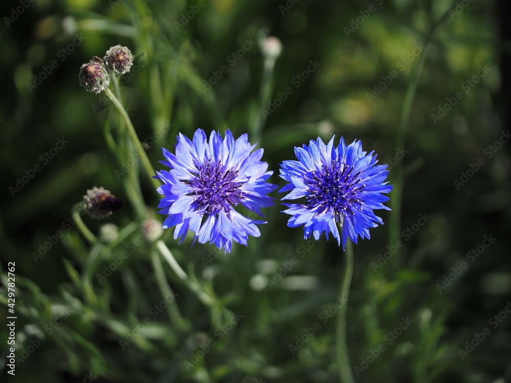 Obraz premium 矢車草