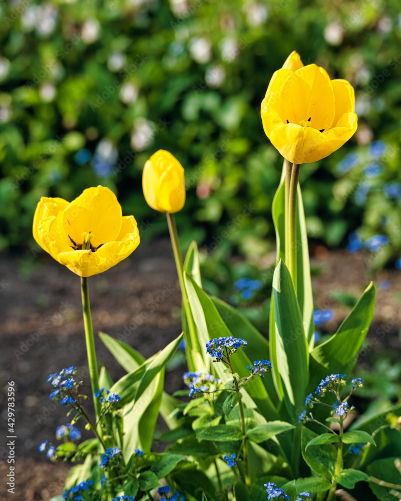 Gelbe Tulpen in Frankfurt