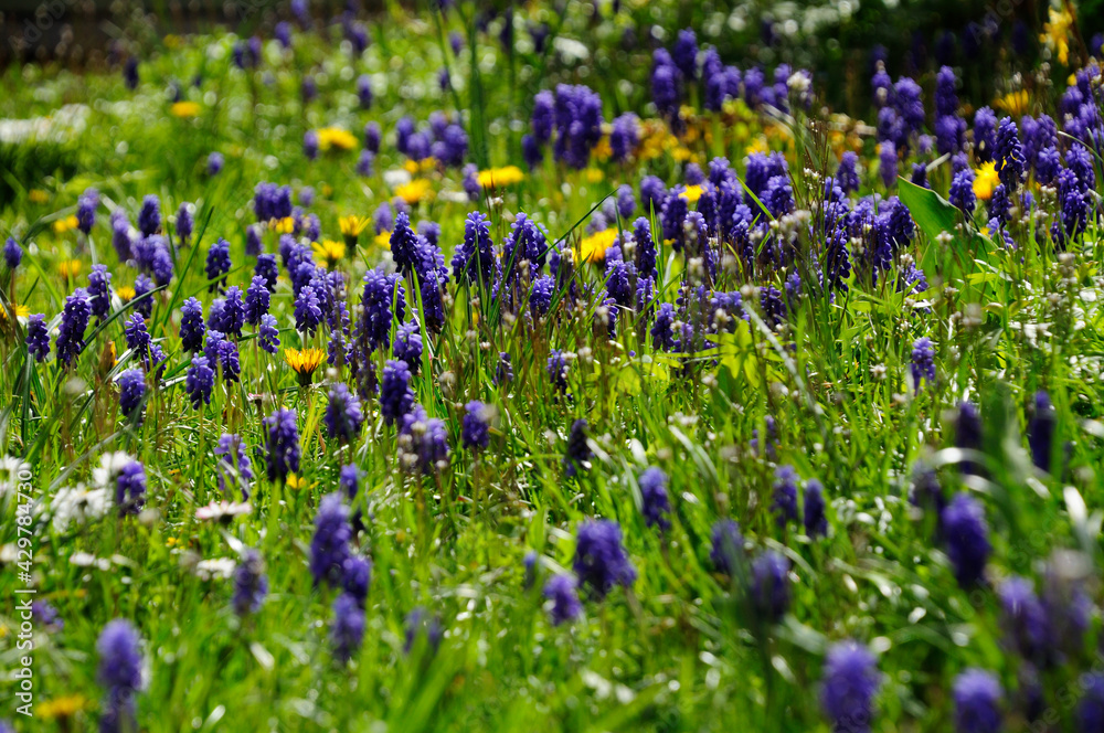 Naklejka premium Blühender Frühlingsgarten im Sonnenschein