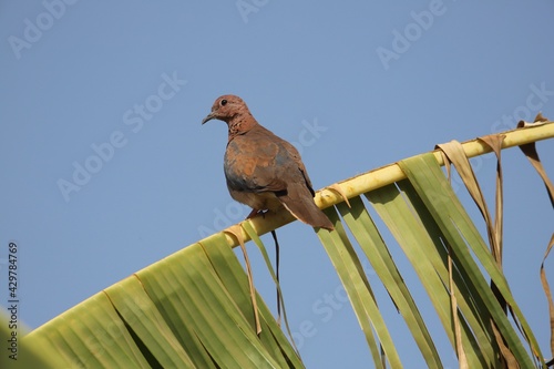 turtle dove on a banana branch