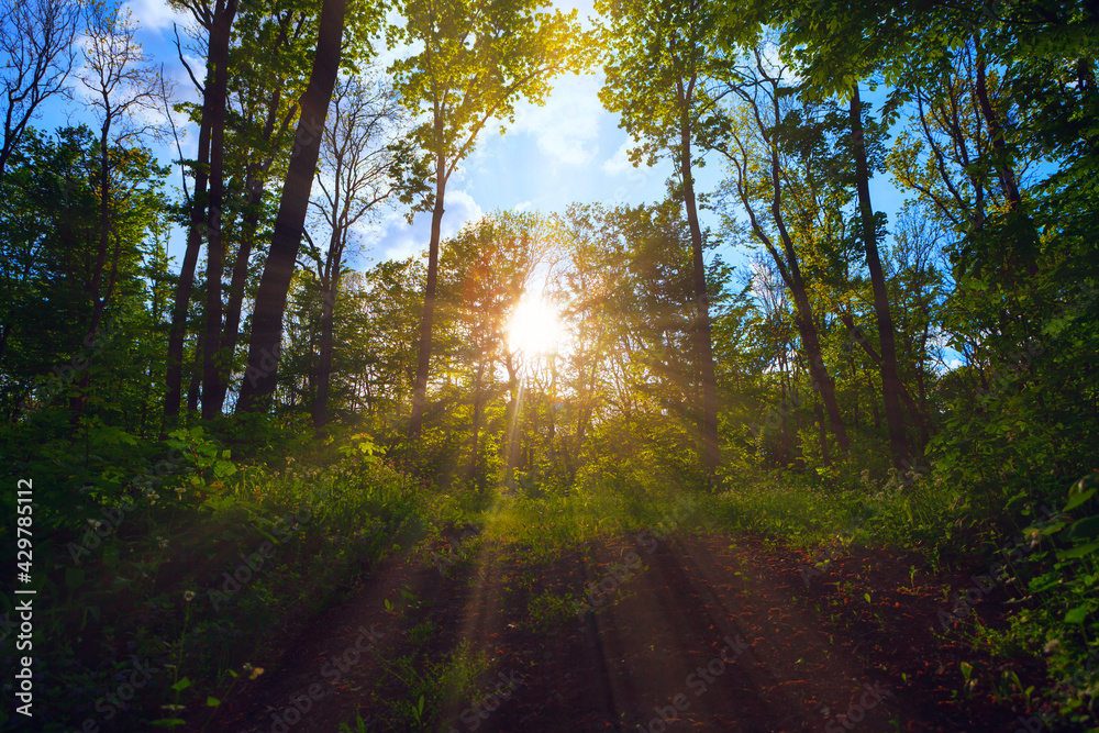 Sunbeam in the spring forest  . Rays in the branches . Fairytale woodland