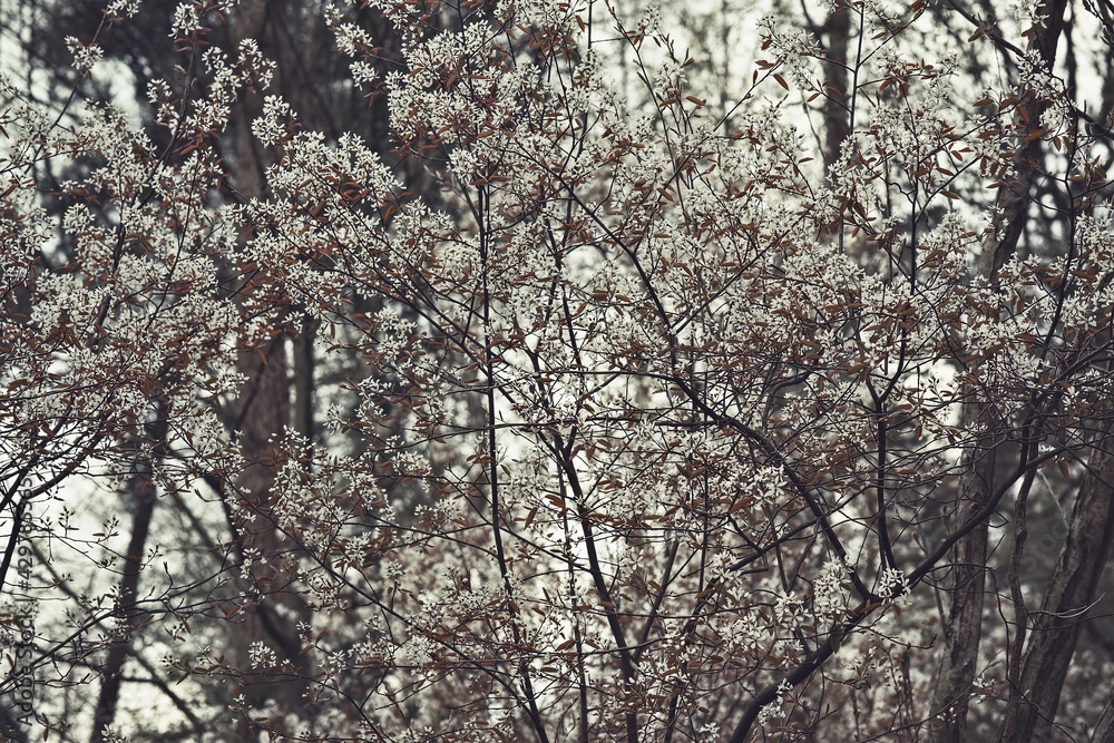 Detail of bushes with white blossom. Detail of bushes with white blossom.