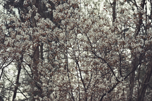 Detail of bushes with white blossom.