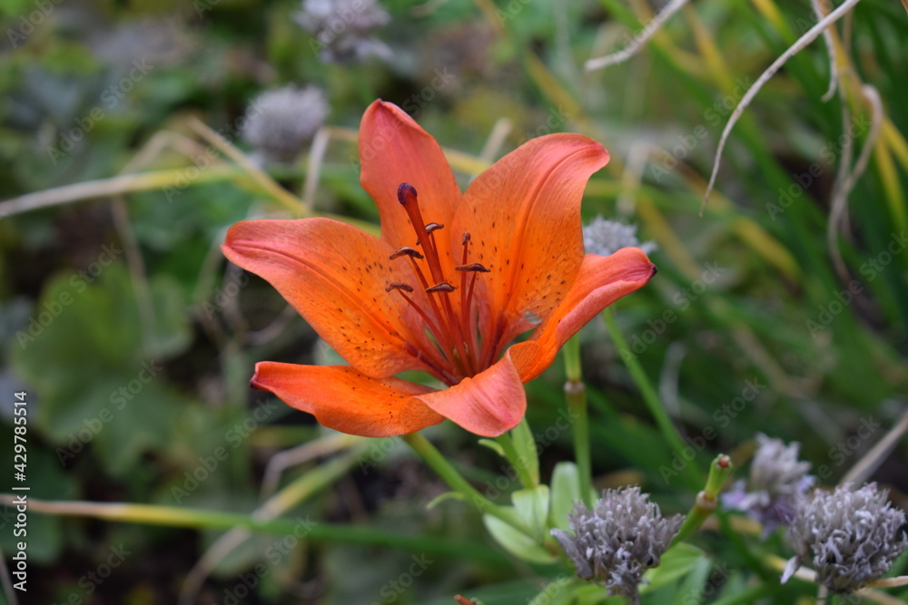 Fototapeta premium A bud of a red blooming flower bloomed in the field. Close-up.