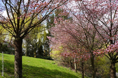 Kirschblüte am Berliner Mauerweg am Griebnitzsee