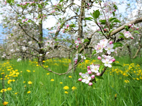 Fototapeta Naklejka Na Ścianę i Meble -  Apfelbaum Blüten in rosa und weiß - Obstwiesen in Südtirol im Frühling - Blütezeit in Lana bei Meran