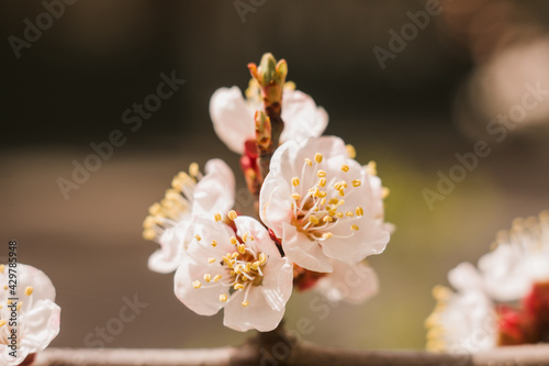 Fototapeta Naklejka Na Ścianę i Meble -  apricot flowers in spring bloom on the tree