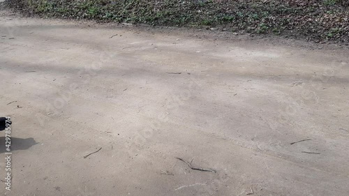 A brown and white adult female duck with a black tail walks leisurely along the sandy path in the park