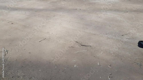 A brown and white adult female duck with a black tail walks leisurely along the sandy path in the park