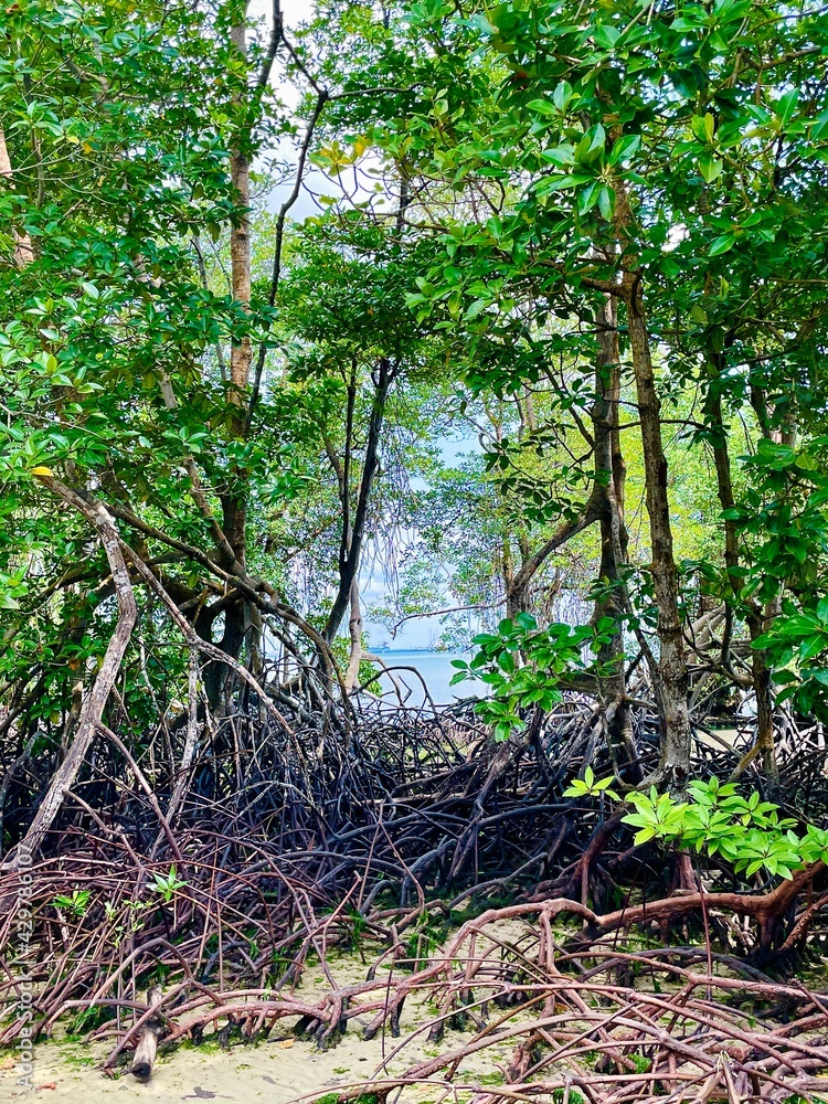 mangrove