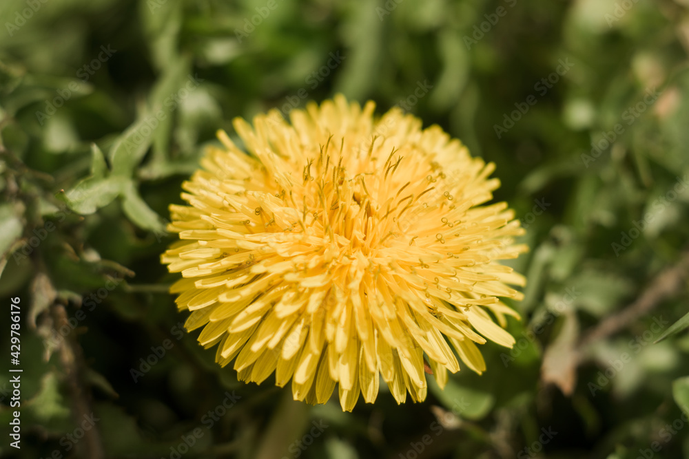 yellow dandelion close-up in green grass in spring yellow dandelion close-up in green grass in spring