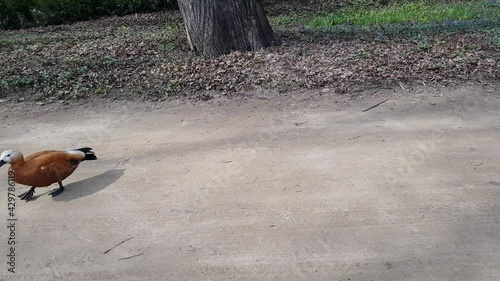A brown and white adult female duck with a black tail walks leisurely along the sandy path in the park