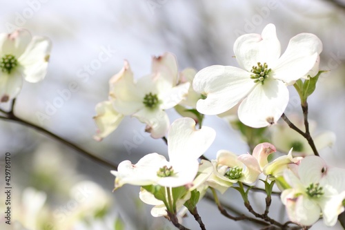 白色のハナミズキの花