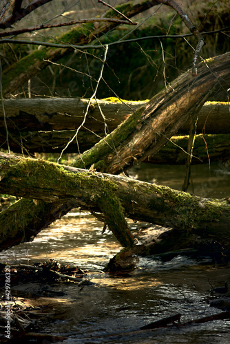 mossy logs by the stream © Jerzy