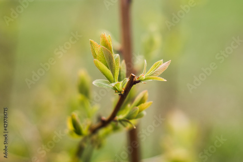 a twig with new leaves in spring blooms
