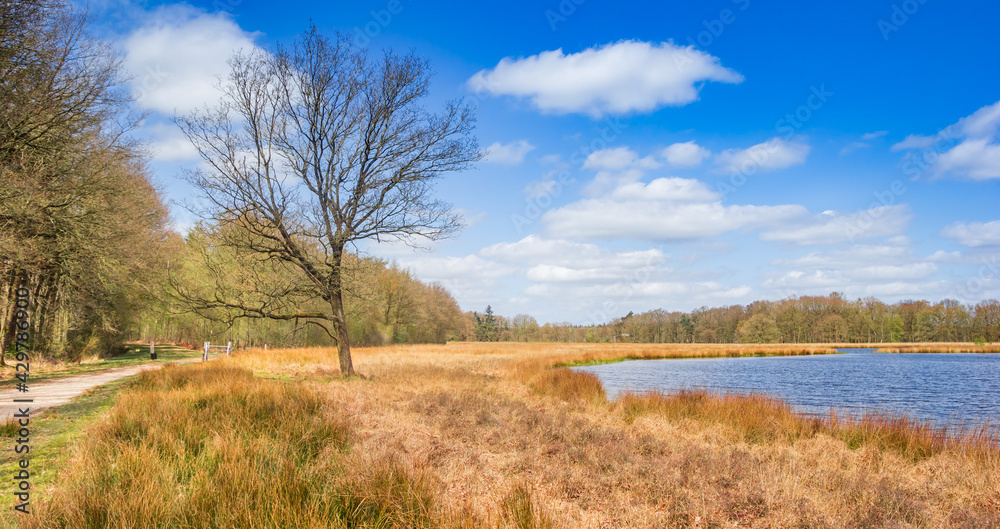 Panorama of a tree at the lake in Duurswouderheide Panorama of a tree at the lake in Duurswouderheide