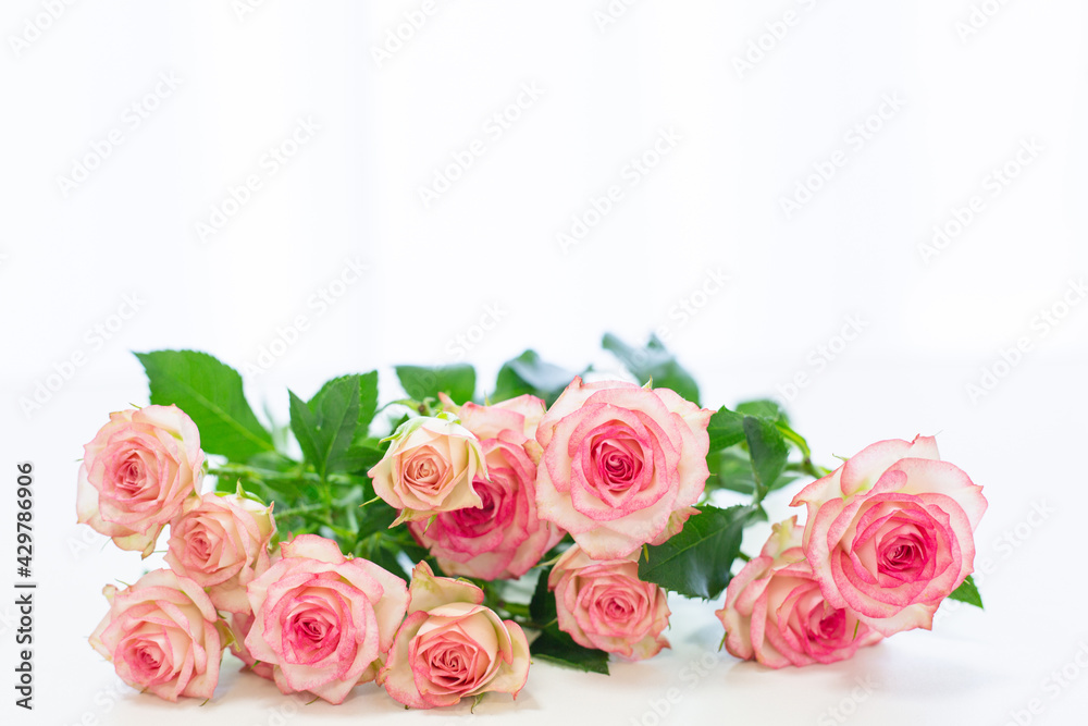 pink roses bouquet in white background pink roses bouquet in white background