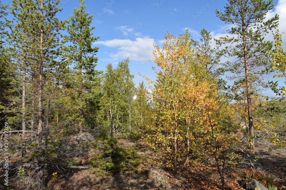 Plot of forest in the north of Russia on a sunny summer day.