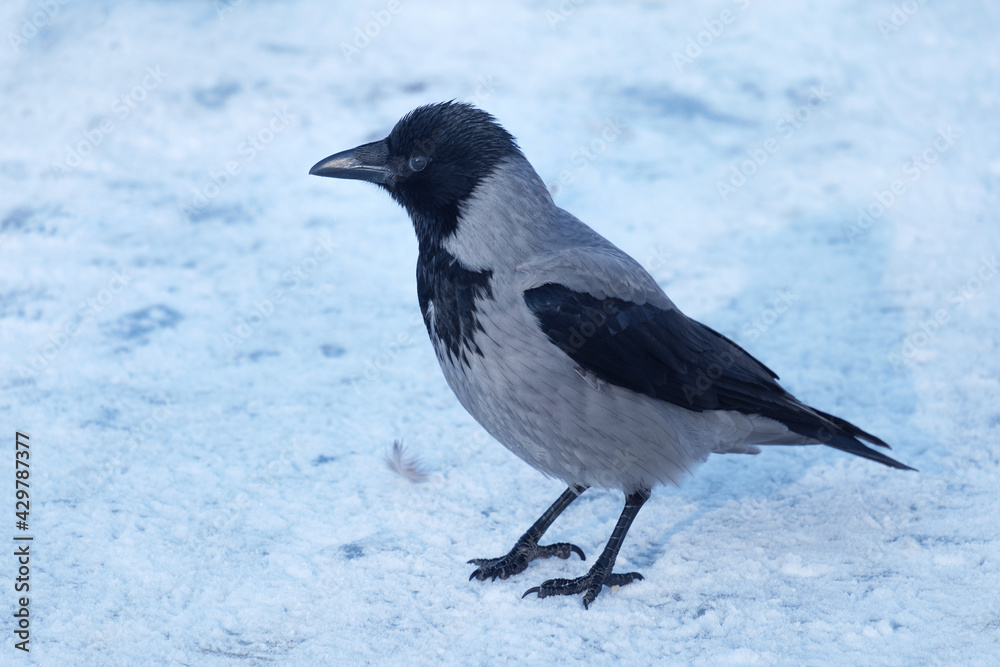 hooded crow on the snow, Corvus cornix hooded crow on the snow, Corvus cornix
