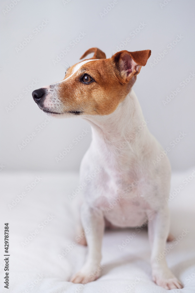 jack russell terrier, dog in the bed, vertical photo