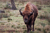 European bison, zubr in the nature