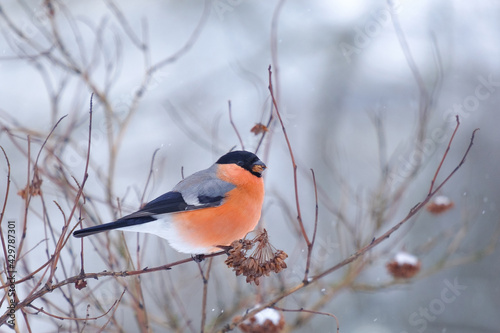 Fototapete bullfinch sitting on a branch and eating