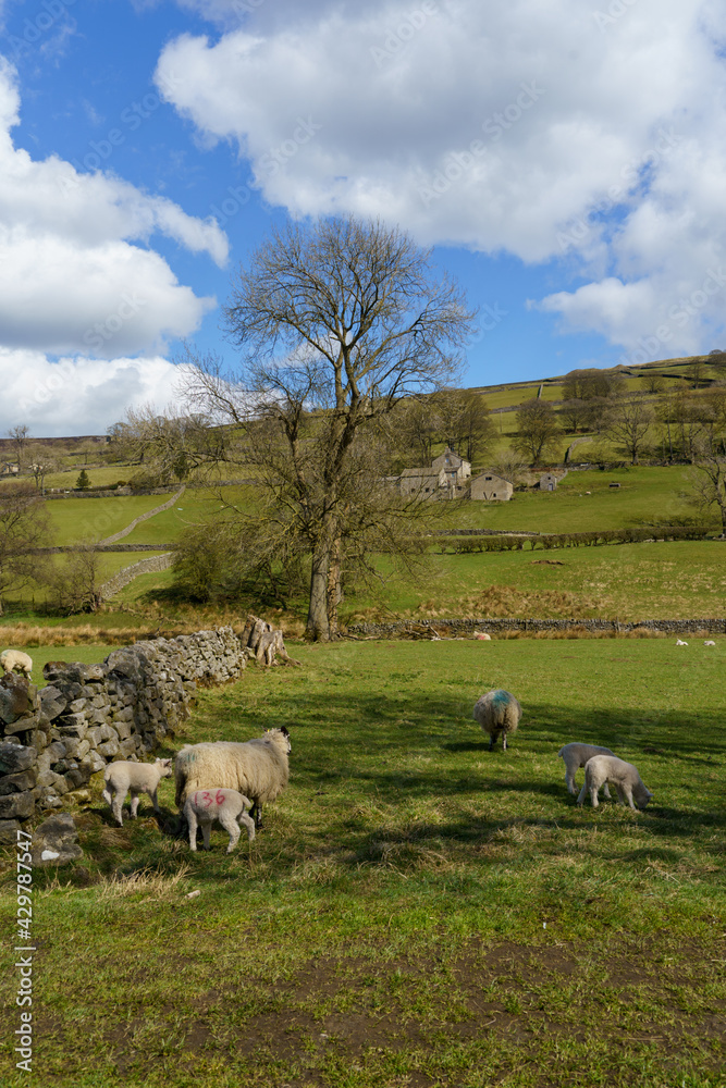 Fototapeta premium A Ewe with it's two Lambs in a field with Farm buildings in the distance, Nidderdale, Harrogate, North Yorkshire, England, UK. 