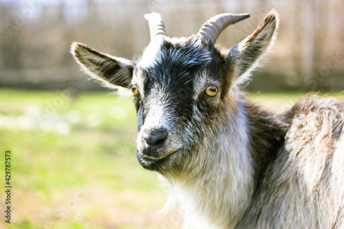 A domestic black white American Pygmy. Portrait of a goat with long horns and yellow eyes against a background of green meadow grass on a sunny summer day. Animals on a farm. Warm cinematic filter.