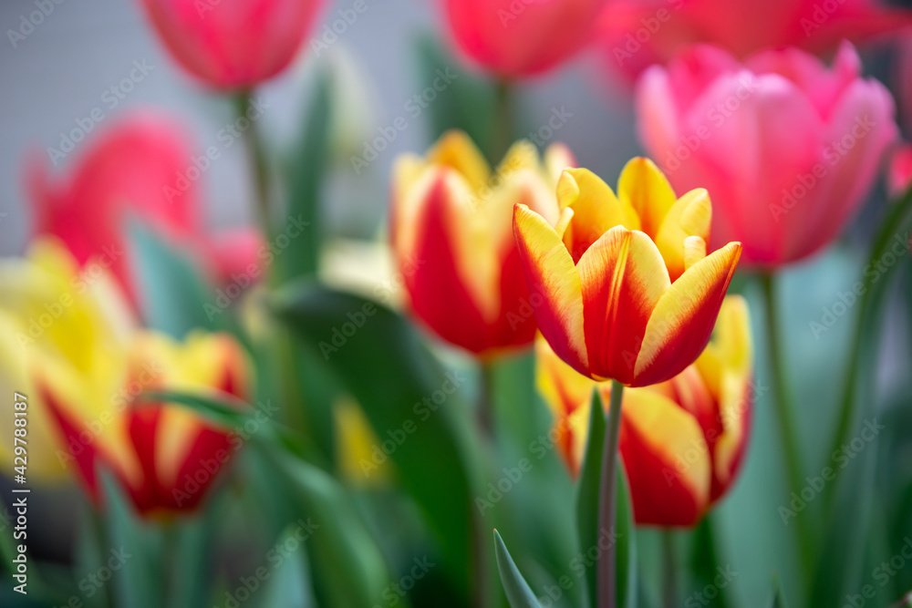 チューリップの花 春のイメージ チューリップの花 春のイメージ