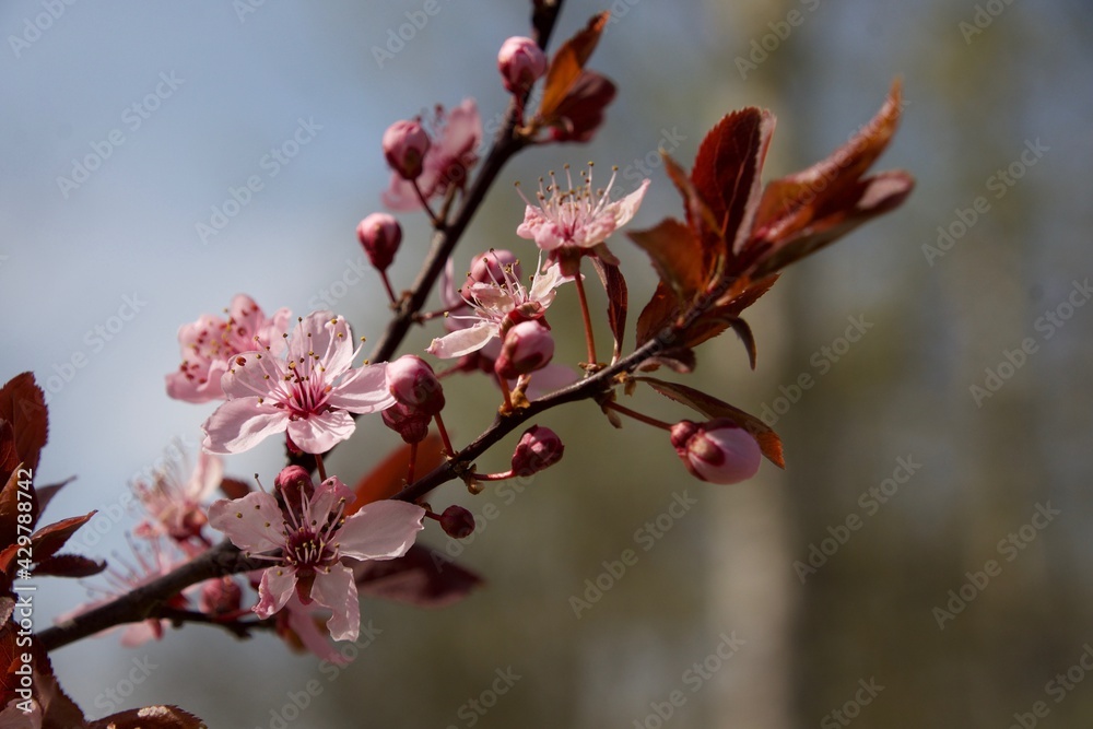 Spring Spring