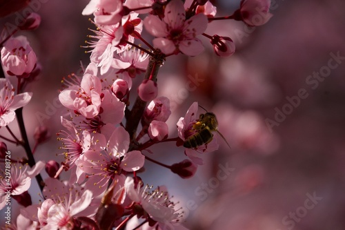 Spring
