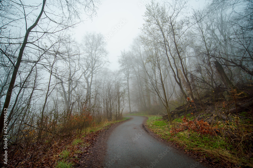 Autumn gloomy forest on foggy morning an road. Gloomy misty country road in autumn forest. Autumn gloomy forest on foggy morning an road. Gloomy misty country road in autumn forest.