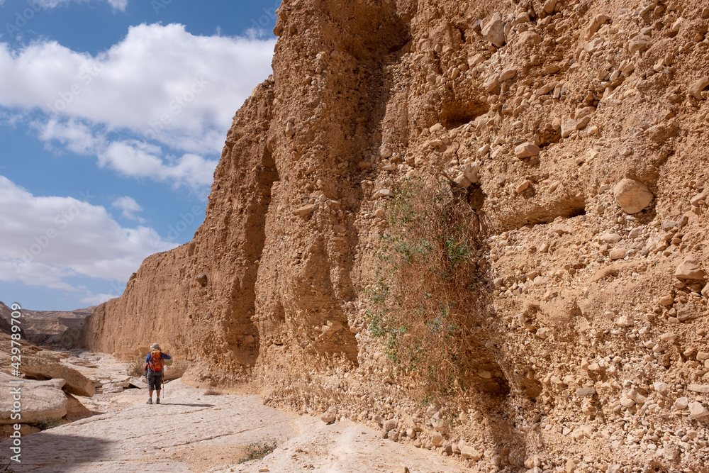 Female hiker on a hiking trail in a remote desert region of the Northern Negev. Panoramic landscape of a white stone bed of a dry wadi Hava. Impressive high vertical sandstone walls of the canyon.