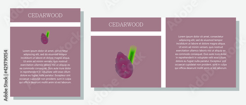 Cedar. Information banner or tag in two designs. Description and useful properties of cedar. Template for essential oil, spices. Brochure with blank space for text.