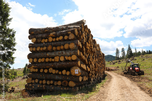 pile of cut trees and trunks felled by the hurricane and stacked by forest workers photo