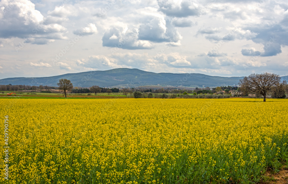 Campagna in giallo