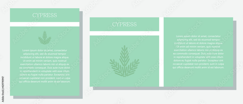 Cypress. Information banner or tag in two designs. Description and useful properties of cypress. Template for essential oil, spices. Brochure with blank space for text.