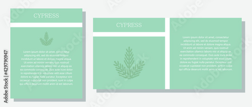 Cypress. Information banner or tag in two designs. Description and useful properties of cypress. Template for essential oil, spices. Brochure with blank space for text.