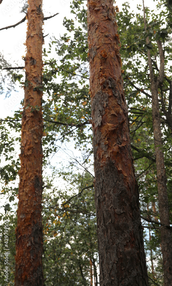 tree barks flaking off due to a disease affecting the forest