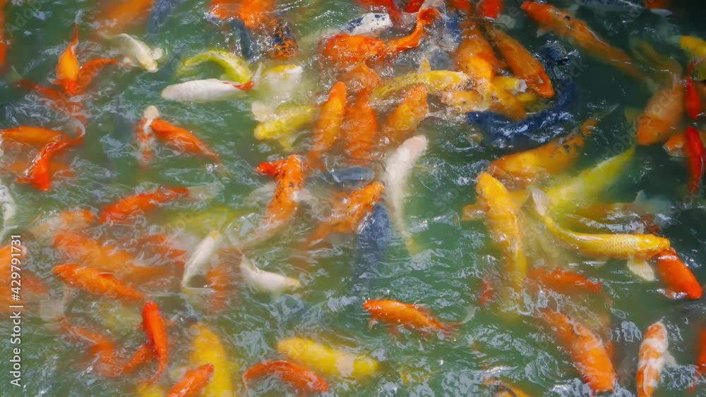 Gold fish in a pond Gold fish in a pond