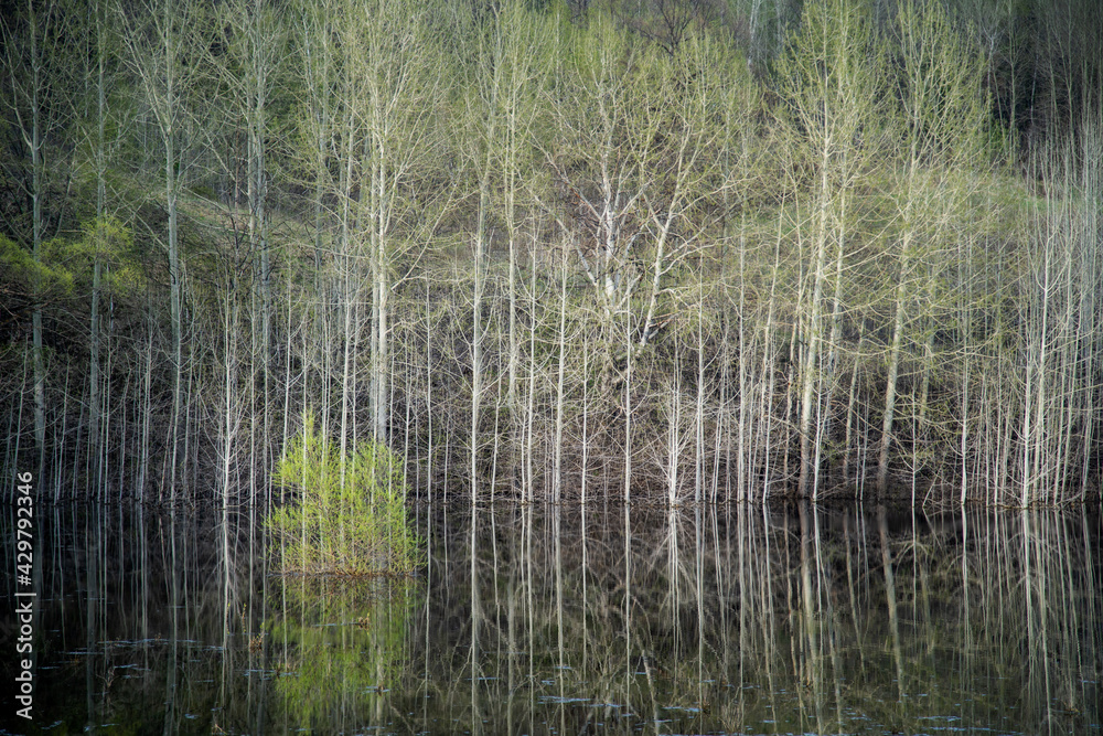 High water in spring. Flooded trees and bushes in the water. Reflection. High water in spring. Flooded trees and bushes in the water. Reflection.