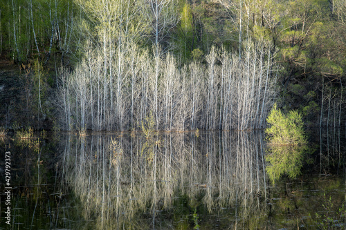 High water in spring. Flooded trees and bushes in the water. Reflection.