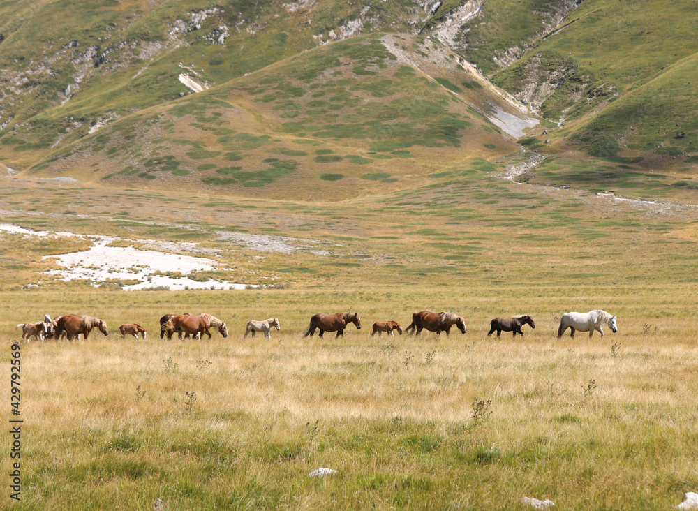 families of horses with foals grazing in the wild among the clearing families of horses with foals grazing in the wild among the clearing